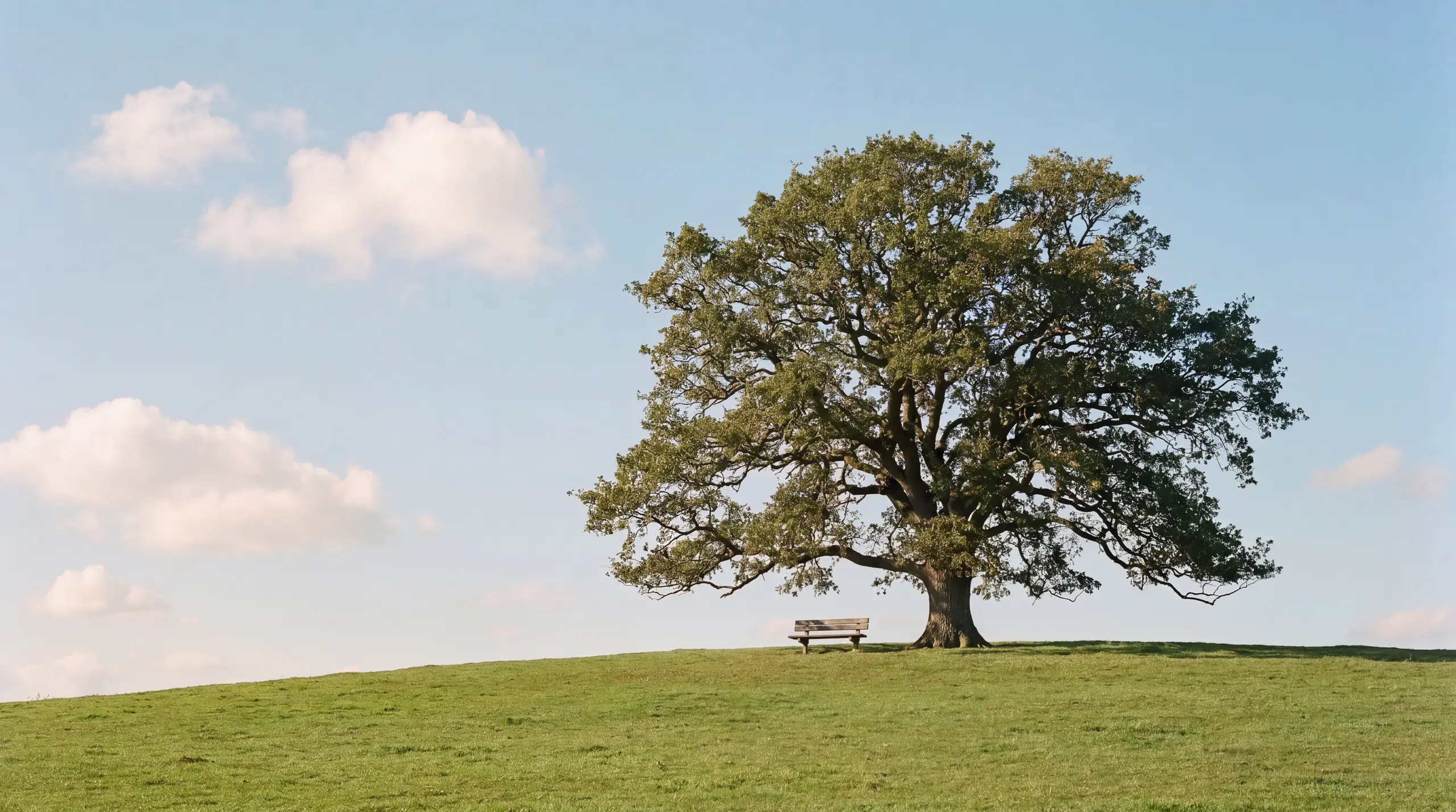 A large oak tree on a hill sheltering a small bench.